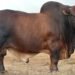 R2 million bull sold at Mosdene Boran Stud’s first auction