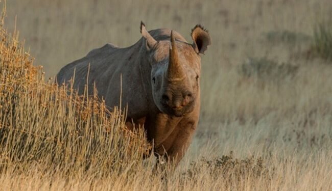 Report: Poaching of African rhinos down – but drought and other threats drive losses globally – EnviroNews