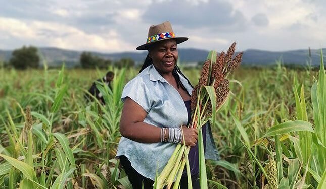 Reviving indigenous crops to support farmers and improve nutrition