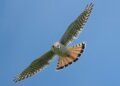 Searching for the next generation of American kestrels