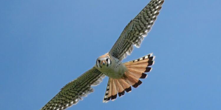 Searching for the next generation of American kestrels