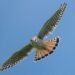 Searching for the next generation of American kestrels