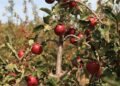 South Africa’s apple cultivars and new contenders