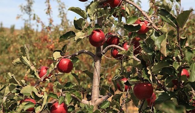 South Africa’s apple cultivars and new contenders
