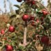 South Africa’s apple cultivars and new contenders