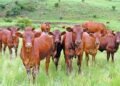 South Africa’s largest red meat stakeholder survey launched