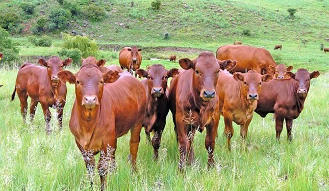 South Africa’s largest red meat stakeholder survey launched