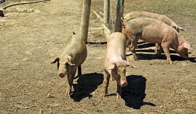 Suspected African swine fever in Bredasdorp raises fears for local farmers
