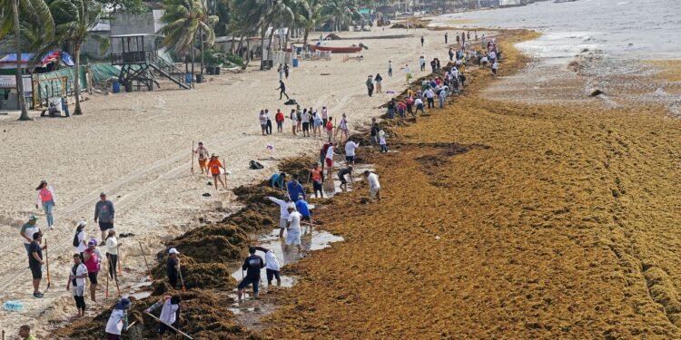 The Plan to Turn the Caribbean’s Glut of Sargassum Into Biofuel
