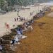 The Plan to Turn the Caribbean’s Glut of Sargassum Into Biofuel