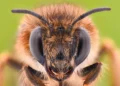 Why tiny bee brains could hold the key to smarter AI