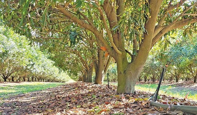 cutting back brings higher yields