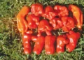 A fruity chilli species that deserves more recognition