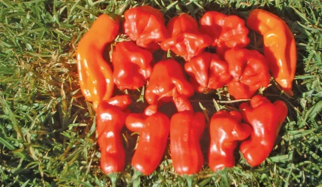 A fruity chilli species that deserves more recognition