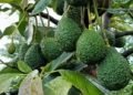 Avocado Farmers in Githunguri to Launch New Cooperative