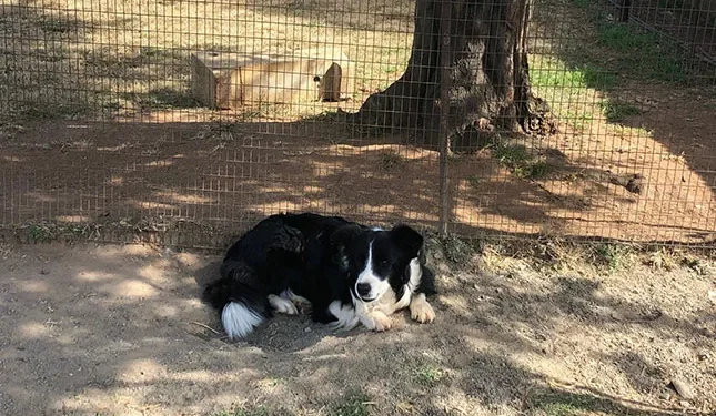 Breeding top Border Collies on a Heidelberg farm