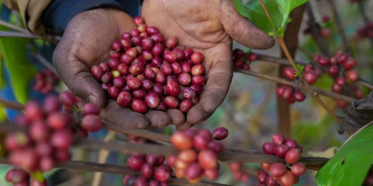 Coffee, gold prices drive Eastern Africa’s export growth