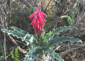 Concor Nurtures Karoo Biodiversity At Karreebosch Wind Farm Project