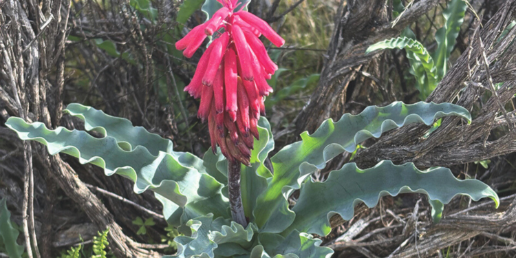 Concor Nurtures Karoo Biodiversity At Karreebosch Wind Farm Project