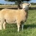 Dormer breeders’ society is dedicated to improving the breed