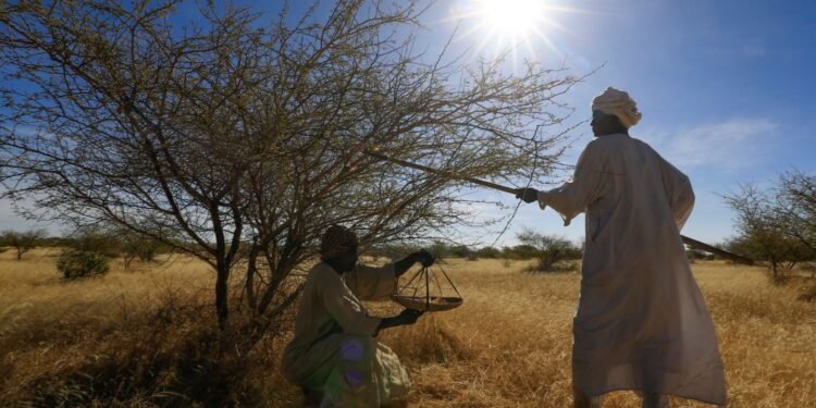 Global Consumers Are Indirectly Funding Conflict in Sudan and Congo