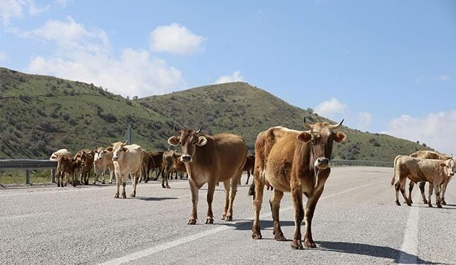 Kroonstad farmers frustrated over FMD quarantine enforcement