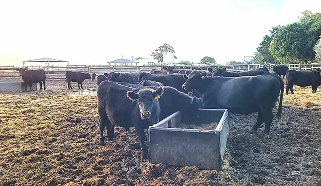 Need for livestock industry to beef up biosecurity