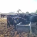 Need for livestock industry to beef up biosecurity
