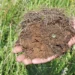 Soil health key to resilient, profitable farming