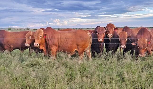 Thinking of farming Afrikaners? Here’s what you should know