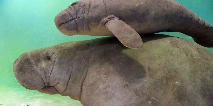 UN High Seas Treaty ratified, to take effect in early 2026 – EnviroNews