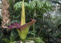 Unusual plants with strange names and how to grow them