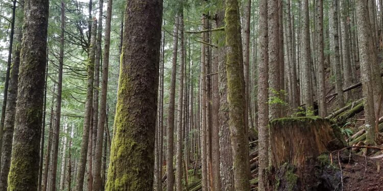 Washington moves to conserve its state forests