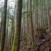 Washington moves to conserve its state forests