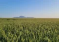 Western Cape wheat yields severely compromised by drought