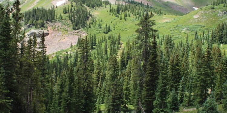 What do fens do? Make peat, store water and help combat climate change