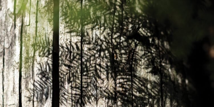 What old growth forests have to do with your food