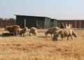 Why sheep farmers should consider the Dormer for crossbreeding