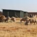 Why sheep farmers should consider the Dormer for crossbreeding