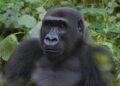 World Gorilla Day: Wild Africa demands protection of Nigeria’s last 100 Cross River gorillas – EnviroNews