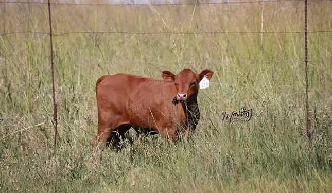 ‘Without traceability, SA red meat producers will get left behind’