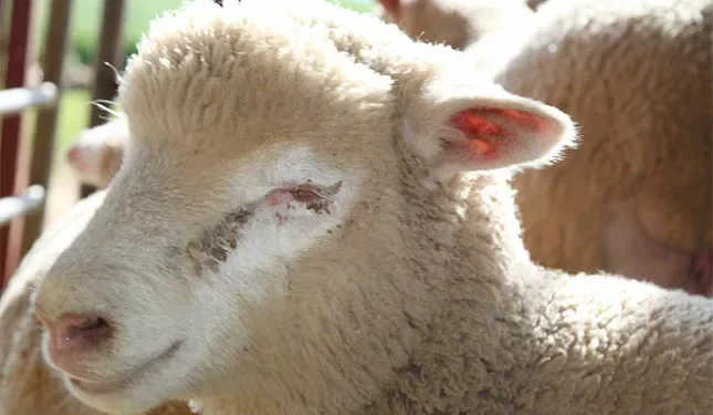 A five-point-check system for smart parasite control in livestock