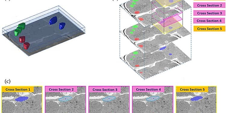 AI reconstructs microscopic 3D worlds from electron microscopy