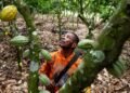 Africa’s top cocoa producer raises farmers’ hopes with historic price hike
