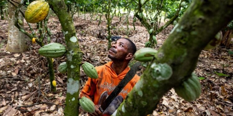 Africa’s top cocoa producer raises farmers’ hopes with historic price hike