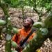 Africa’s top cocoa producer raises farmers’ hopes with historic price hike