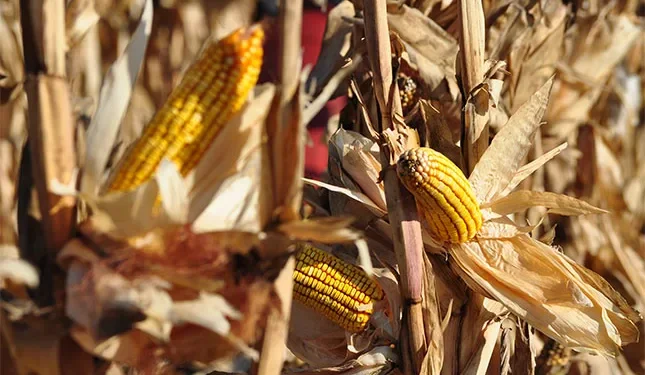 Corteva announces plans to split its seed and chemical businesses