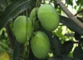 Crackdown on sale of ethylene-ripened mangoes at fresh produce markets