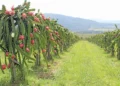 Dragon fruit: essential tips for growing this tricky crop