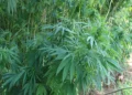 Experts acknowledge challenges in the hemp industry